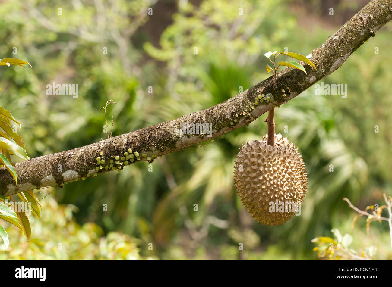 Durian - Thailand - (Durio zibethinus) Stock Photo