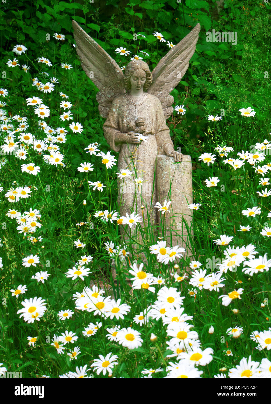 Angel statue among the daisies in Highgate Cemetery, London Stock Photo