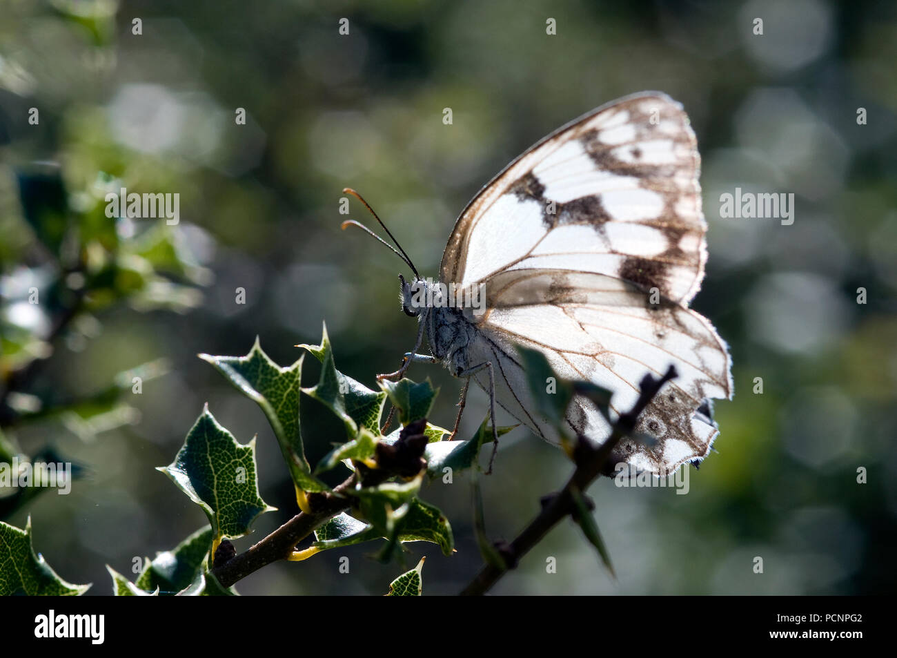 Iberian Marbled White (Melanargia lachesis) - Southern France Echiquier de l'Ibérie Stock Photo