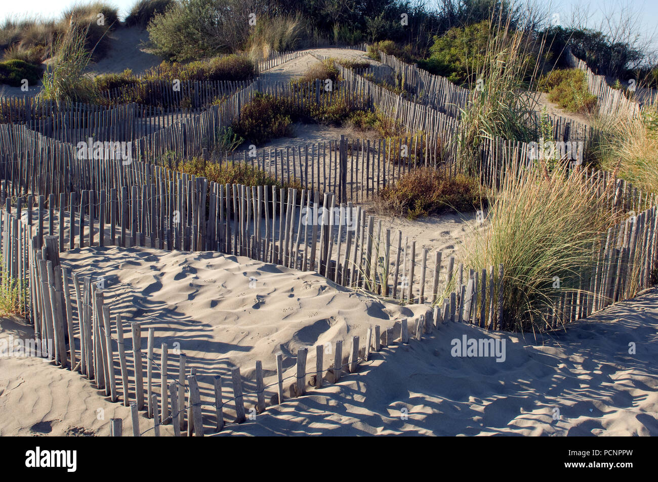 Piquets pour stabiliser les dunes - Camargue - Sand stabilisation Stock Photo