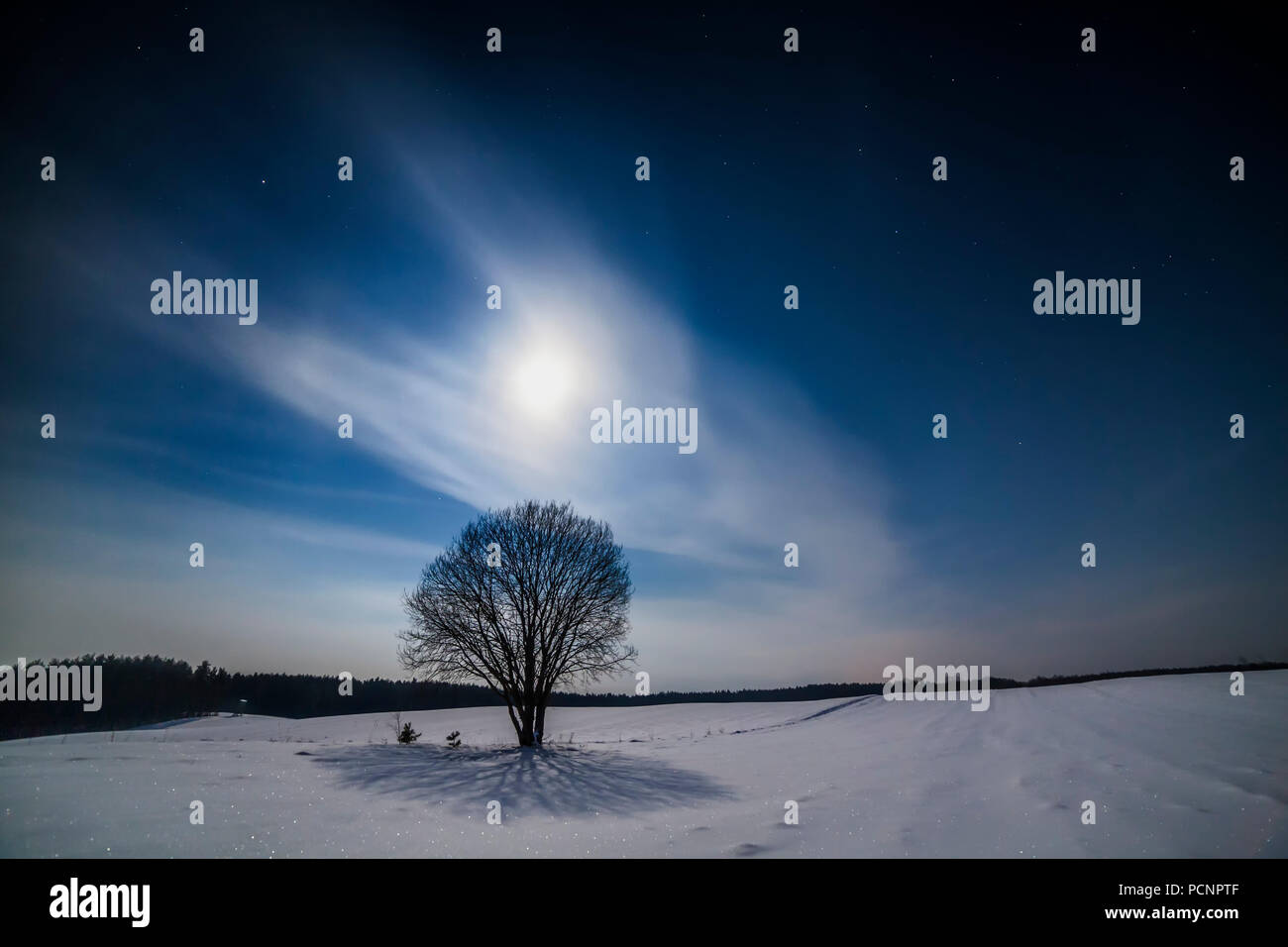 Fairy winter night in a valley with full moon in a starry sky. Lonely tree. Stock Photo