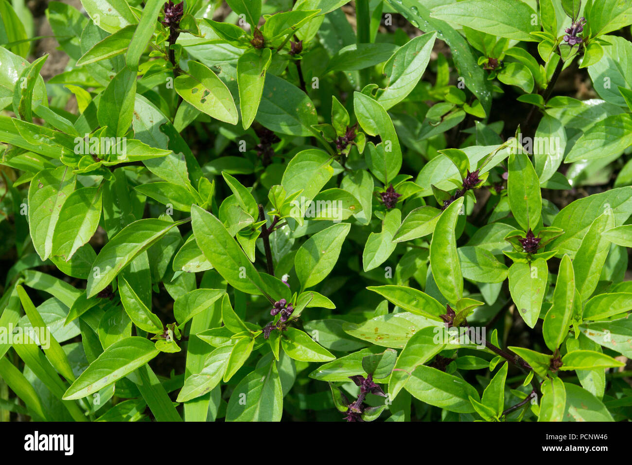 Thai basil is a type of basil native to Southeast Asia. its flavor