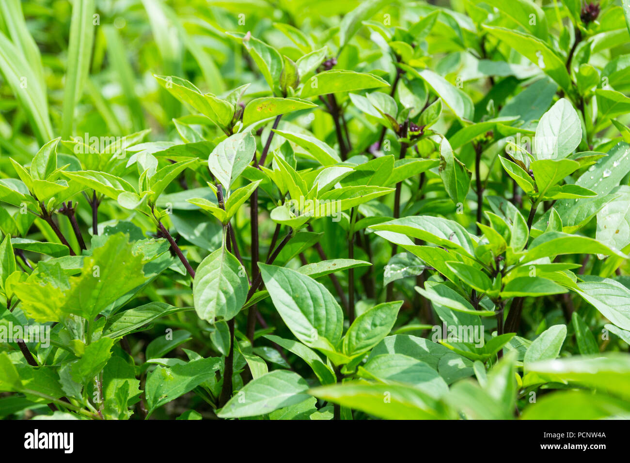 Thai basil is a type of basil native to Southeast Asia. its flavor
