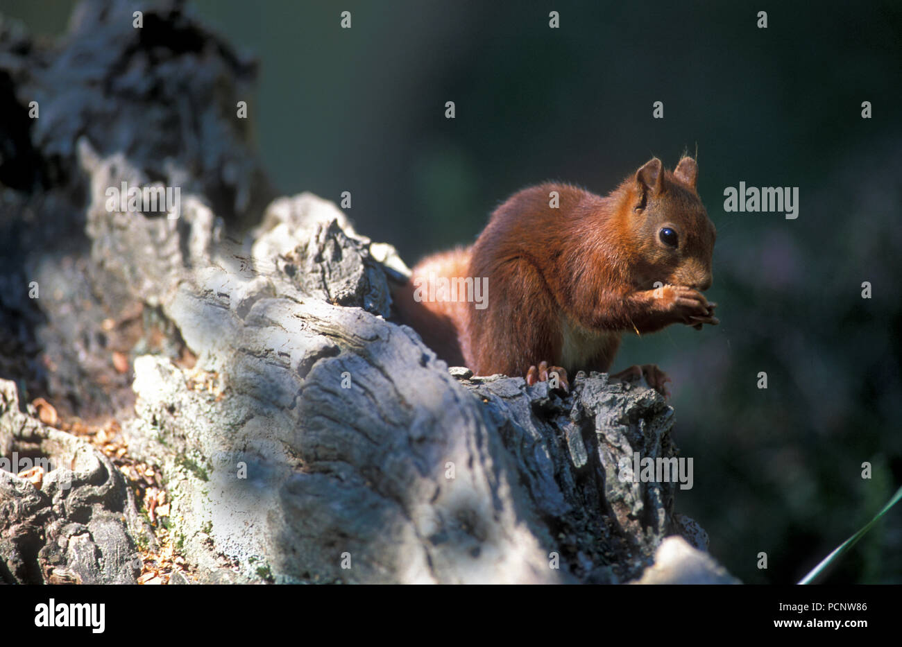 Squirrel Rouge Red squirrel - Sciurus vulgaris Ecureuil roux Stock Photo - Alamy