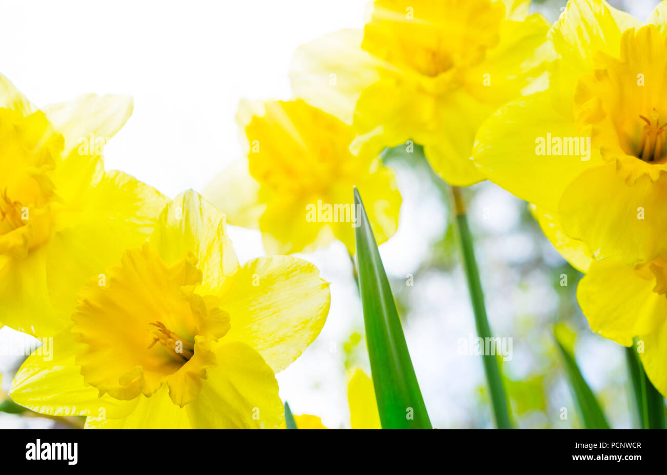 Jonquils in the back light,daffodils Stock Photo Alamy