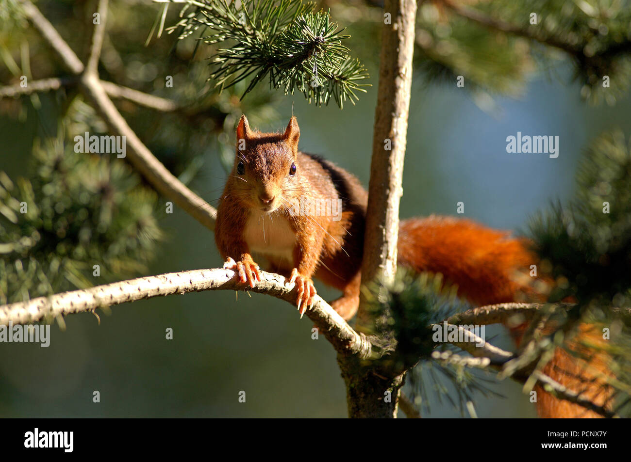 Squirrel Rouge Red squirrel - Sciurus vulgaris Ecureuil roux Stock Photo - Alamy