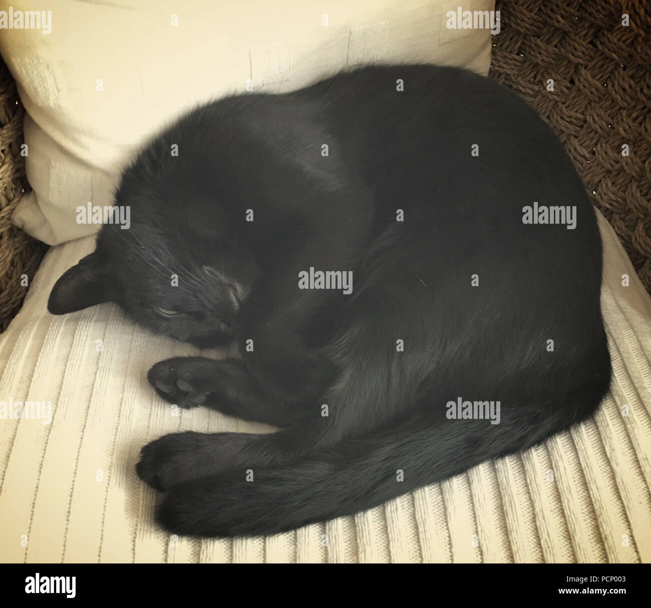 Cat sleeps on an armchair hires stock photography and images Alamy
