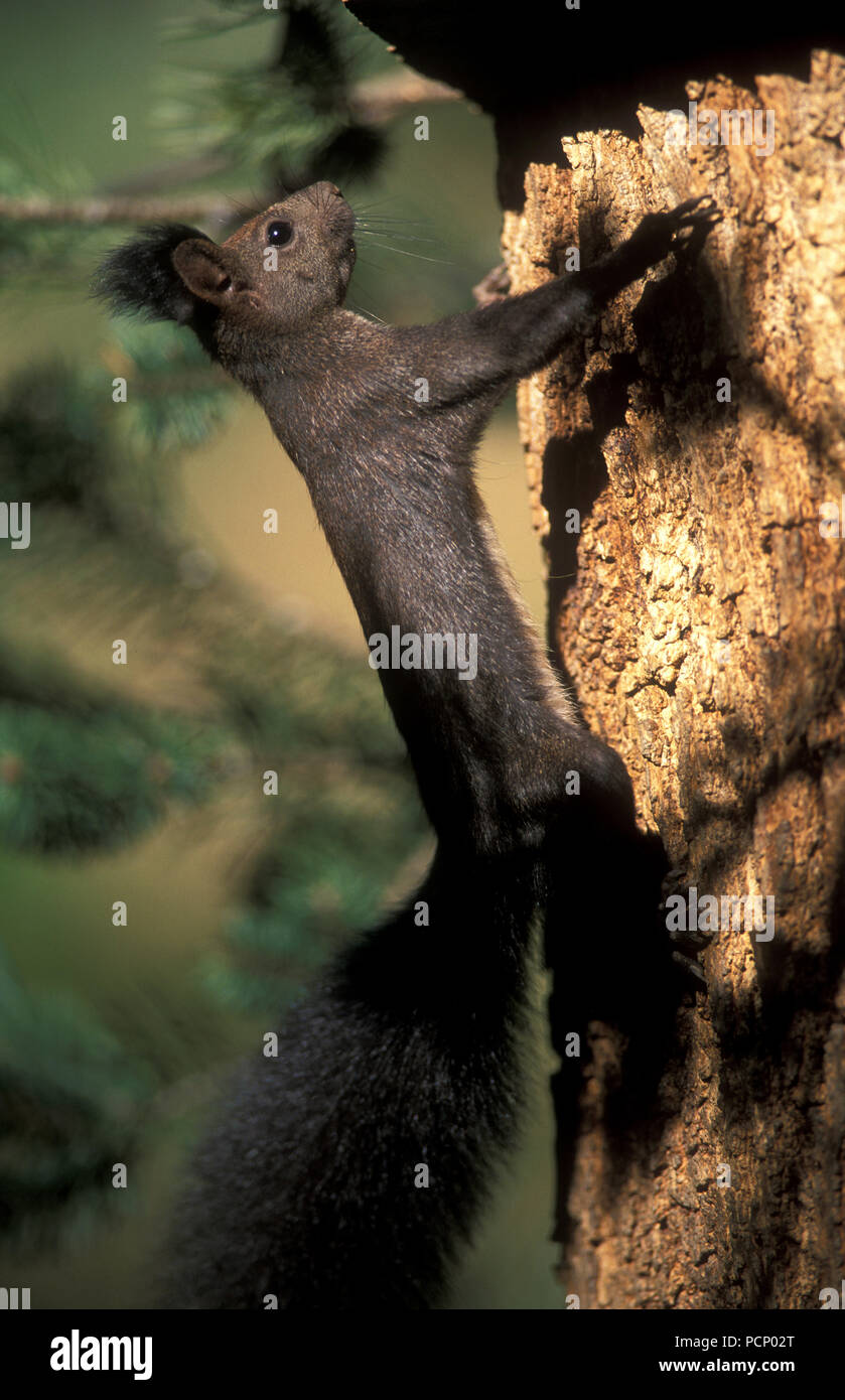 Squirrel x - Climbing a tree - Sciurus x Ecureuil mutant - Grimpant dans un arbre Stock Photo