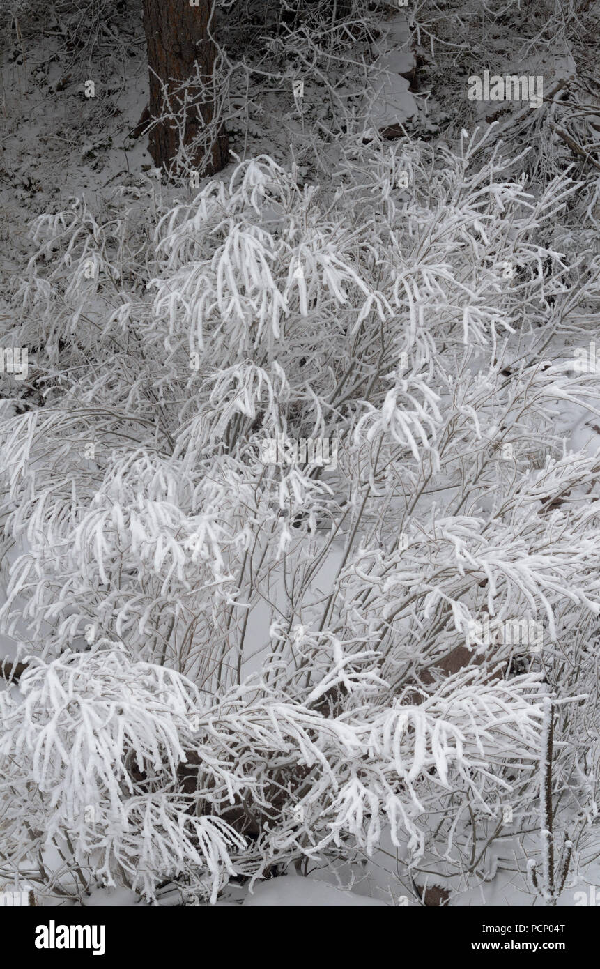 Snow sticks to leaves of undergrowth west of Boulder CO, in Boulder County. Stock Photo