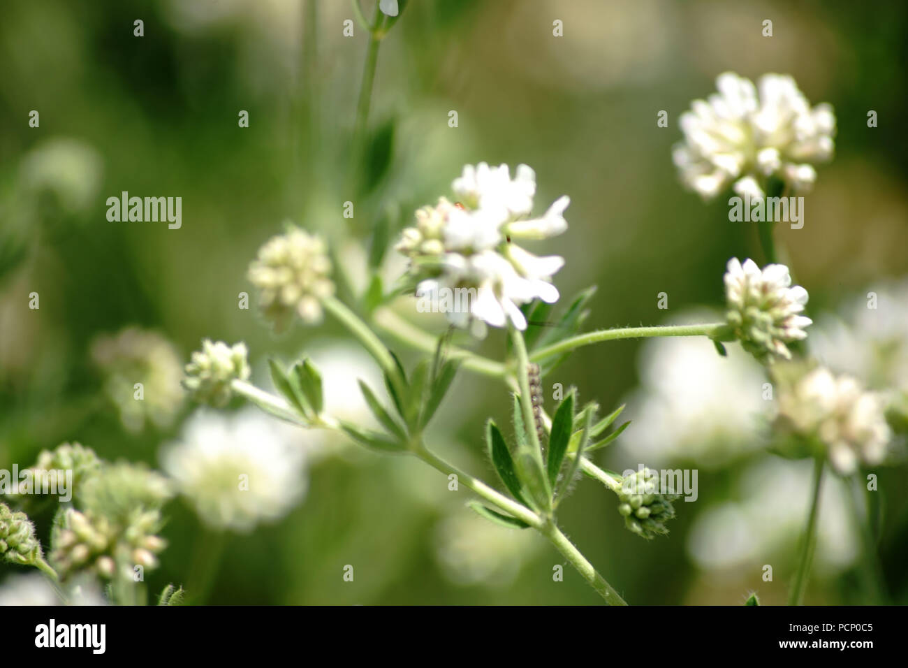 Close-up of white blossom umbels of the Dorycnium. Stock Photo