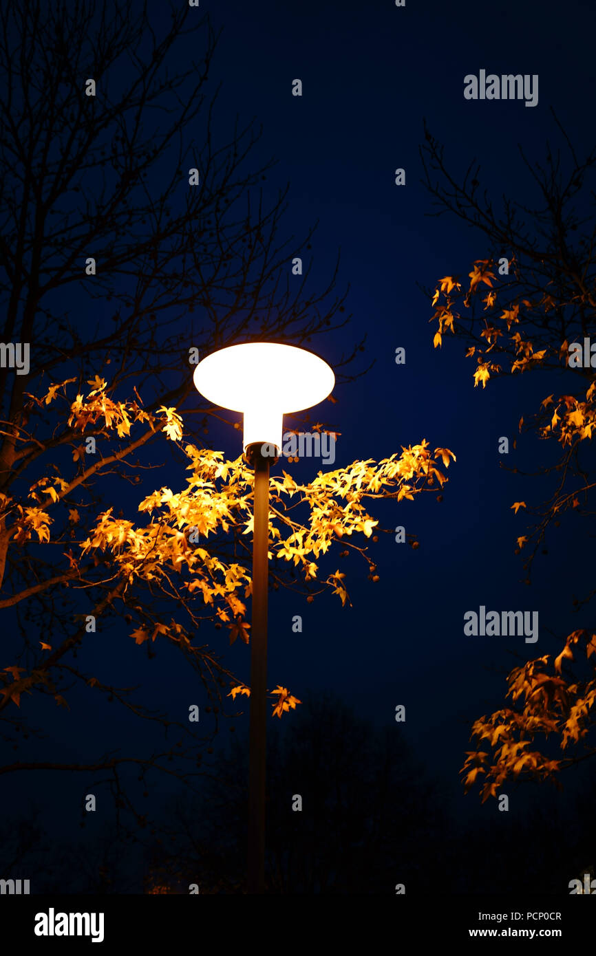 A street lamp illuminating the leaves of a tree in the night. Stock Photo
