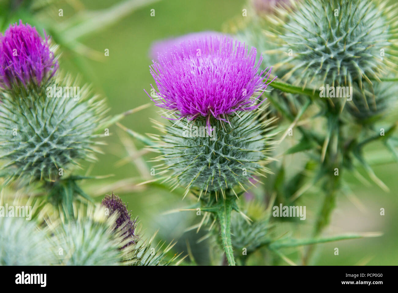 A close up of a spear thistle (Cirsium vulgare) Stock Photo