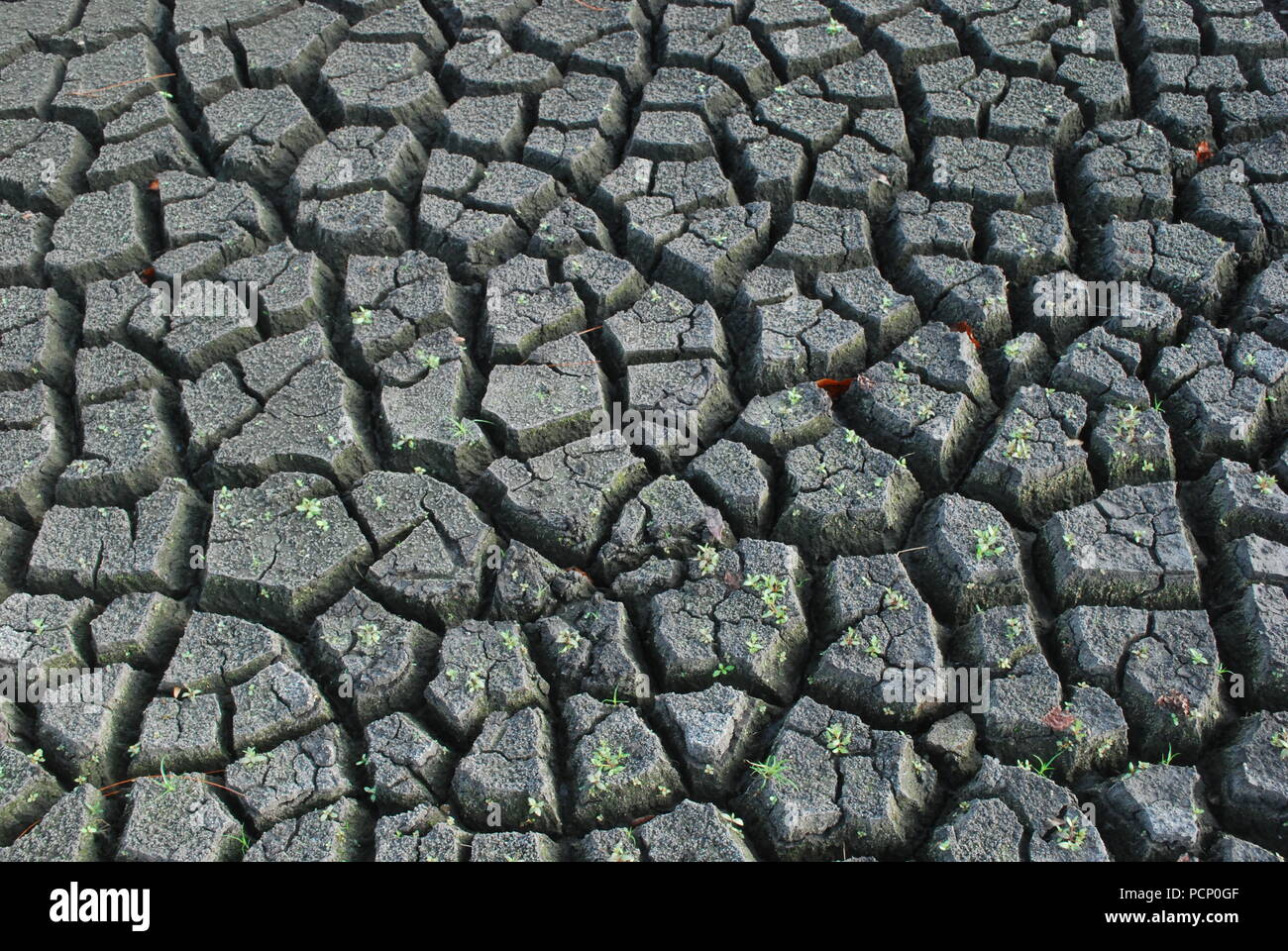 Cracked soil. Desert. Dry land. Break, split, rift, cleft. Poor ecology concept. Flaw, Thirst. Newborn tree sprout Stock Photo