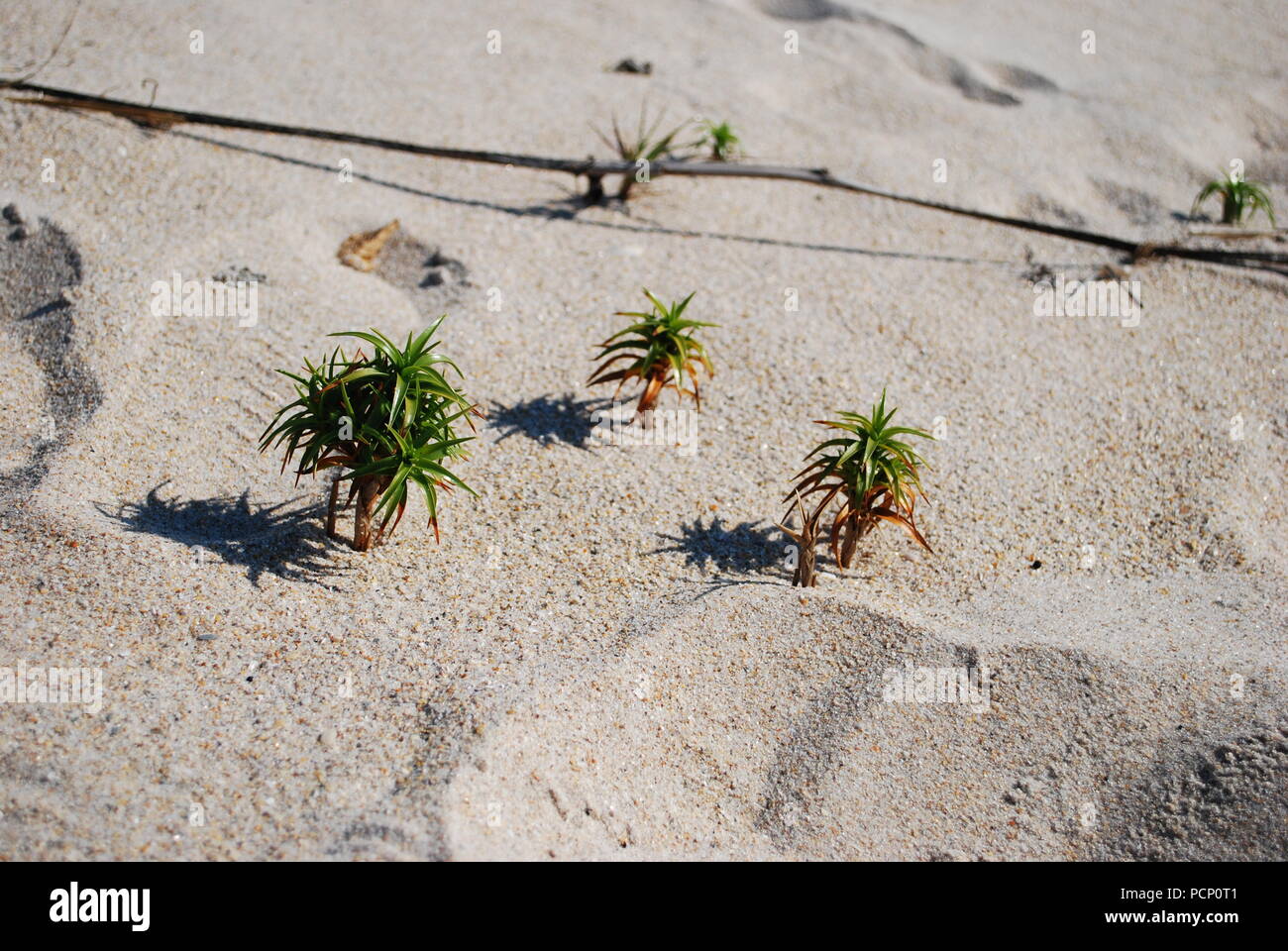 Small tiny little world. Surreal 3d. Ocean shore with palms in miniature form. Landscape depicted in miniature form Stock Photo