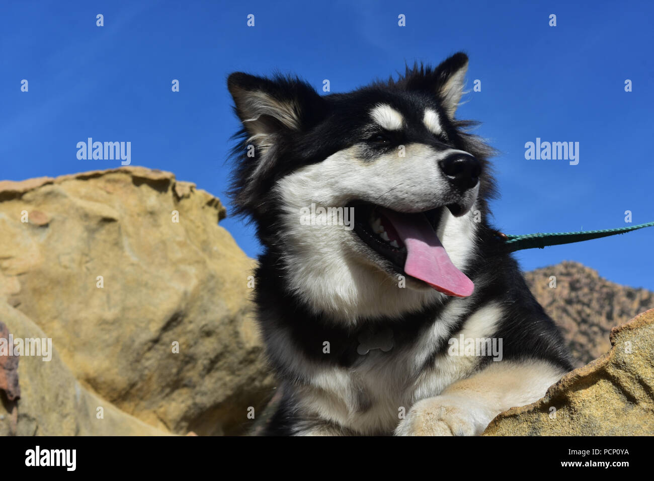 black alaskan malamute puppies