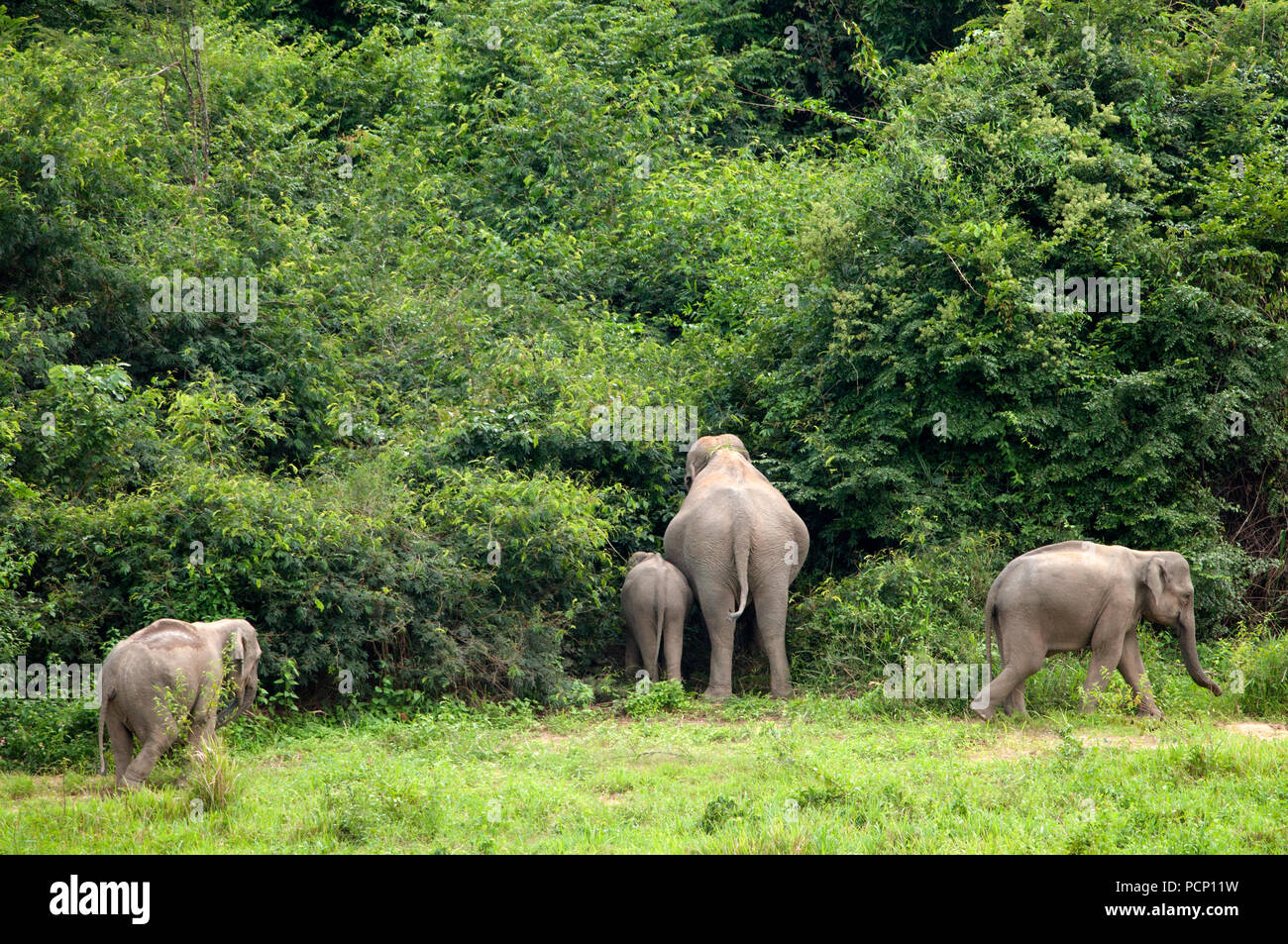 Asian Elephant - Mother and calf - Elephas maximus - Thailand Eléphant d'Asie - Mère et éléphanteau -Thaïlande Stock Photo