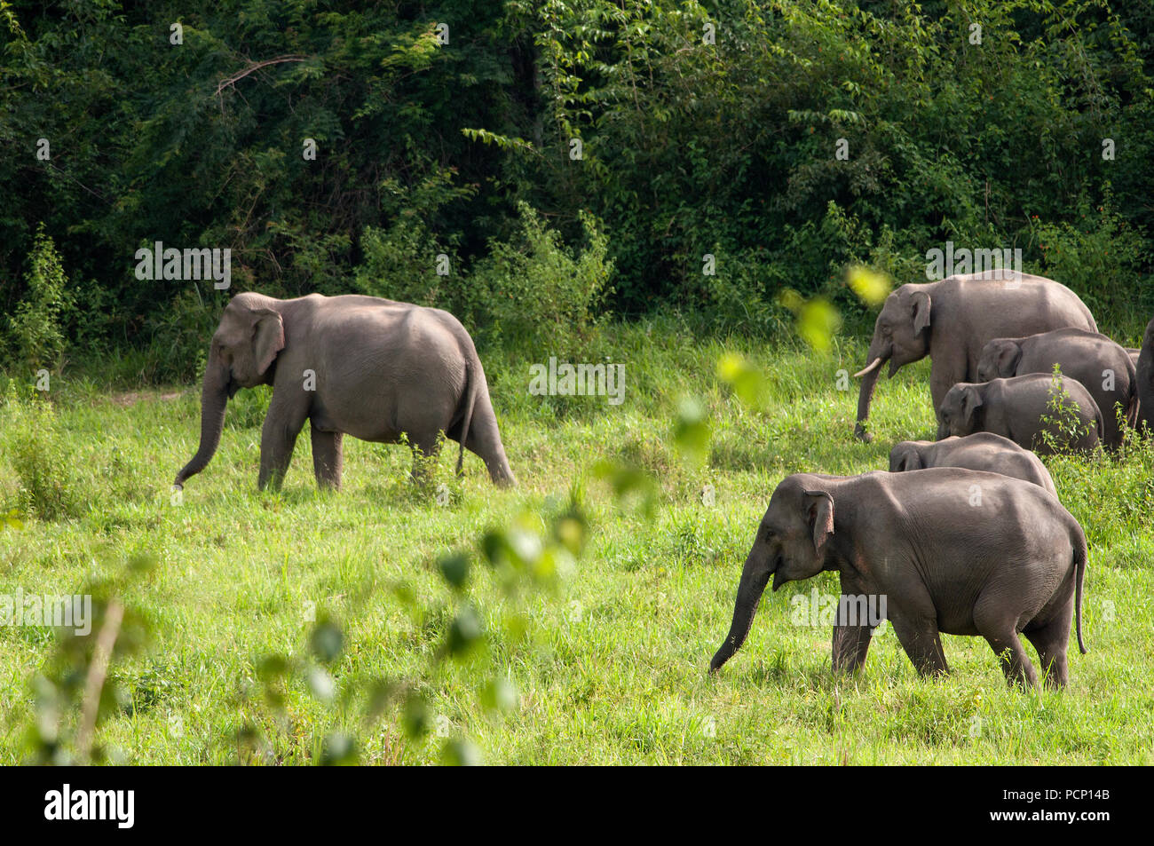 Asian Elephant - Family - Elephas maximus - Thailand Eléphant d'Asie - famille - Thaïlande Stock Photo