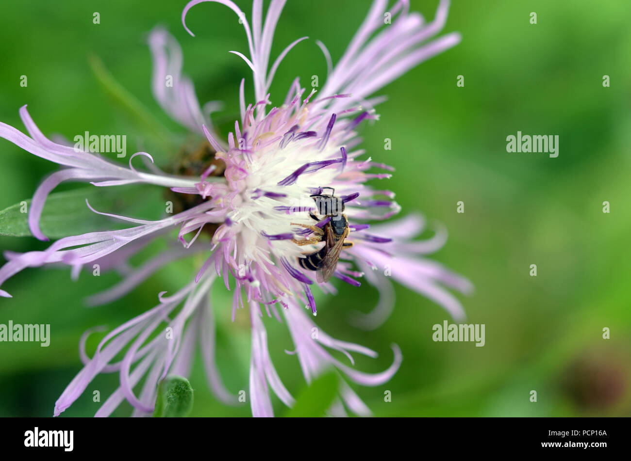 Bee resting on flower Stock Photo