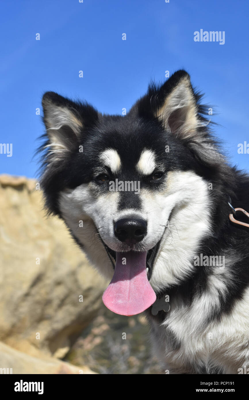 Beautiful young husky with its tongue sticking out Stock Photo Alamy