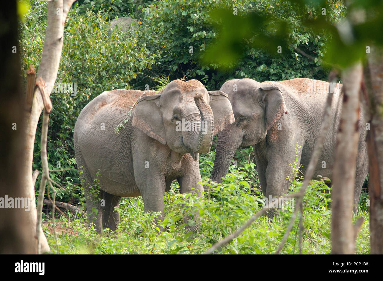 Asian Elephant - Elephas maximus - Thailand Eléphant d'Asie - Thaïlande Stock Photo