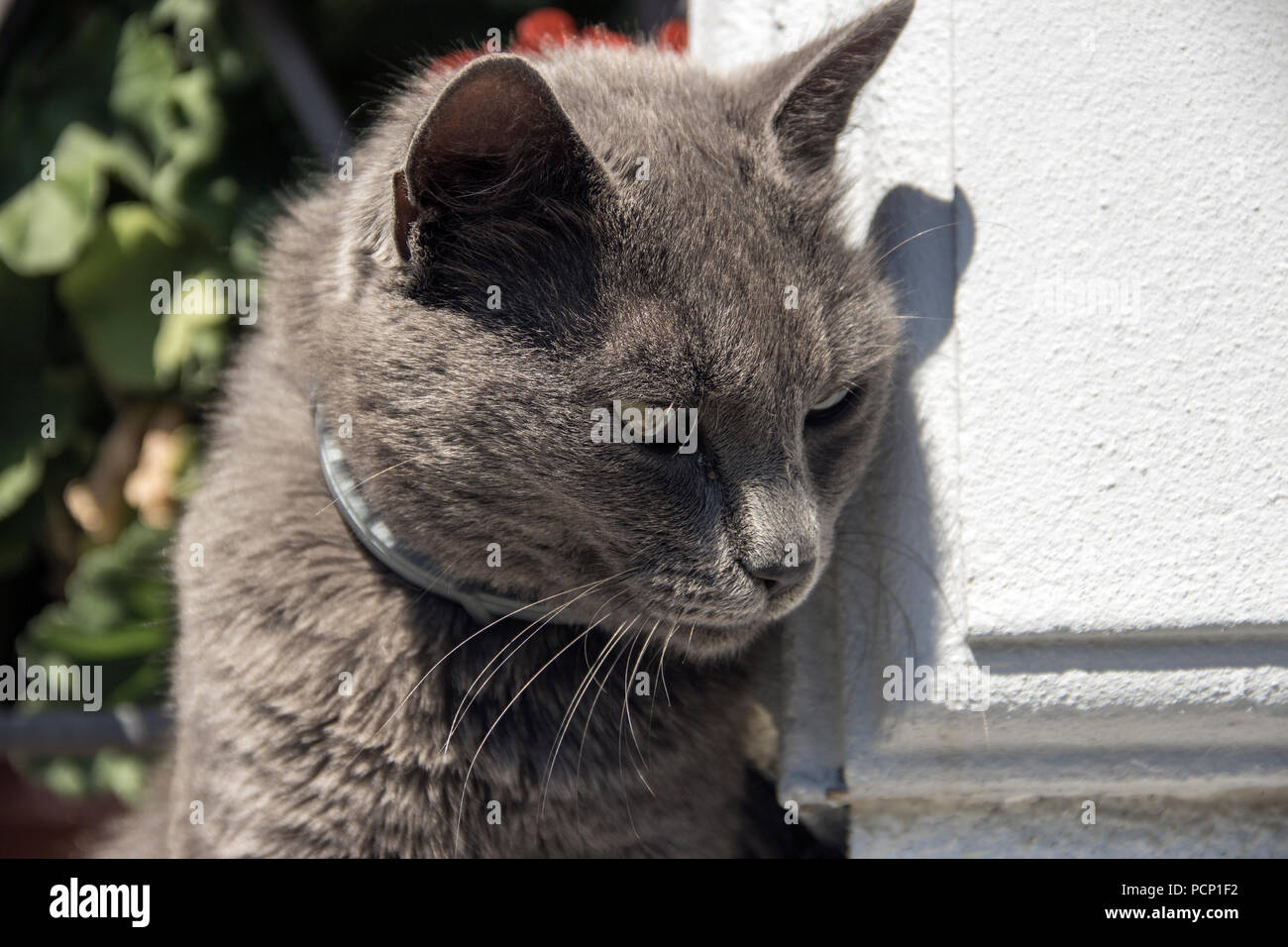 Closeup portrait of domestic cat Stock Photo - Alamy