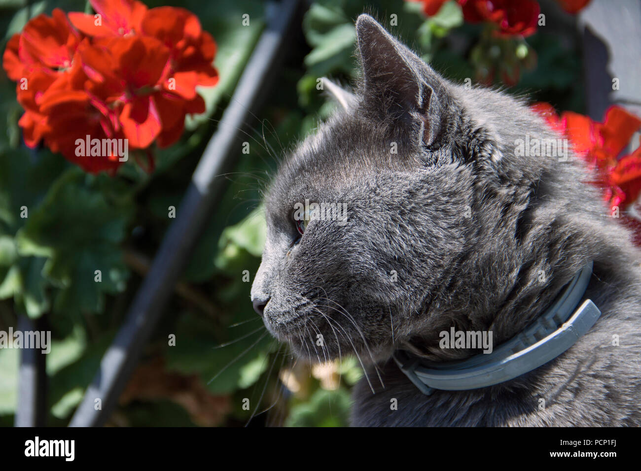 Closeup portrait of domestic cat Stock Photo - Alamy