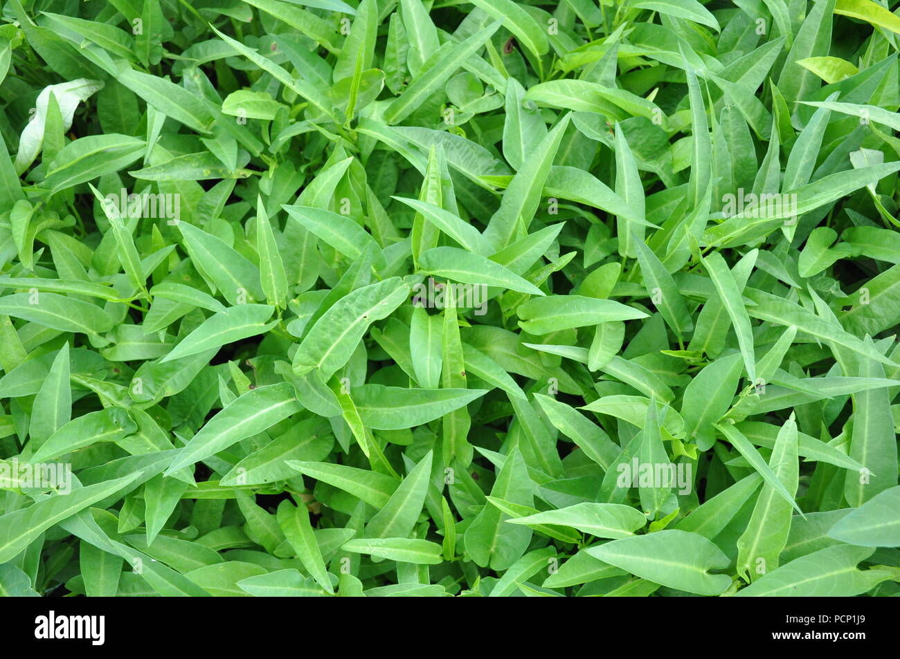 Water spinach Stock Photo