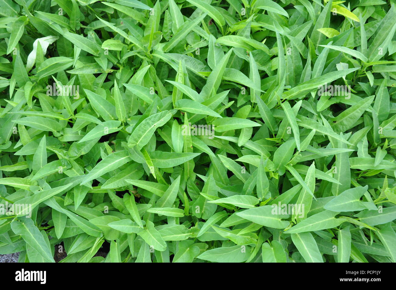 Water spinach Stock Photo