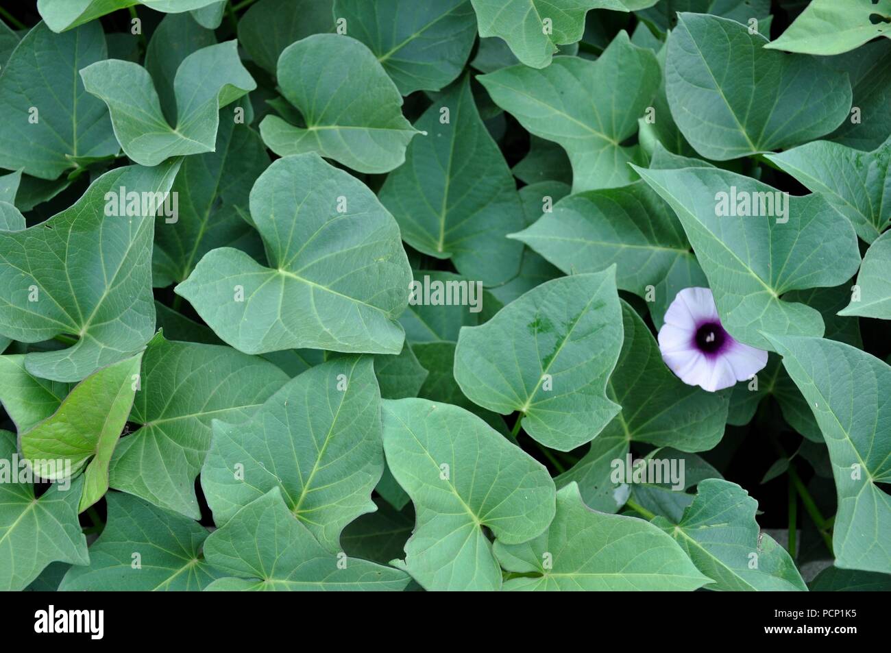 Sweet potato plant leaves Stock Photo