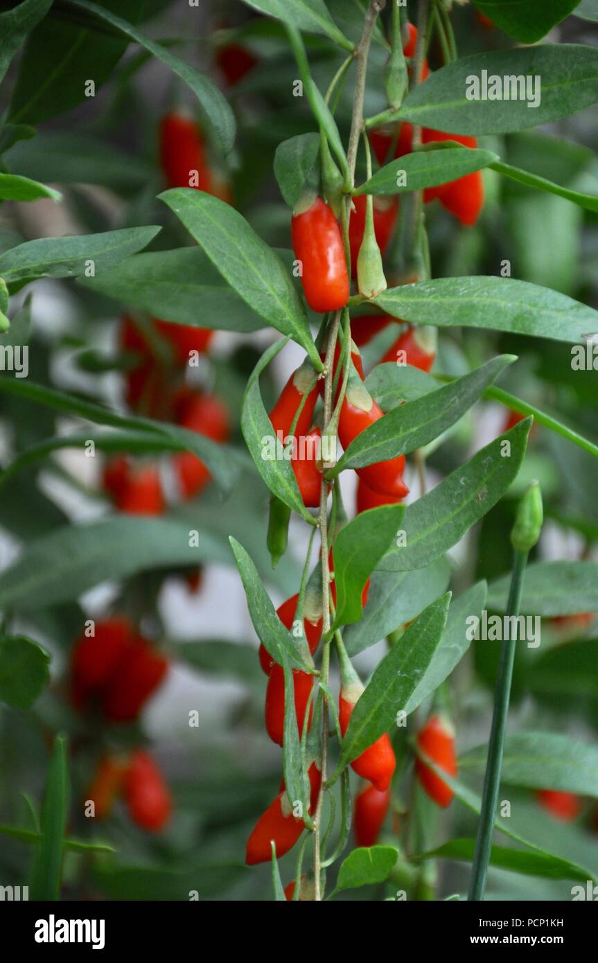 Goji berry plant Stock Photo