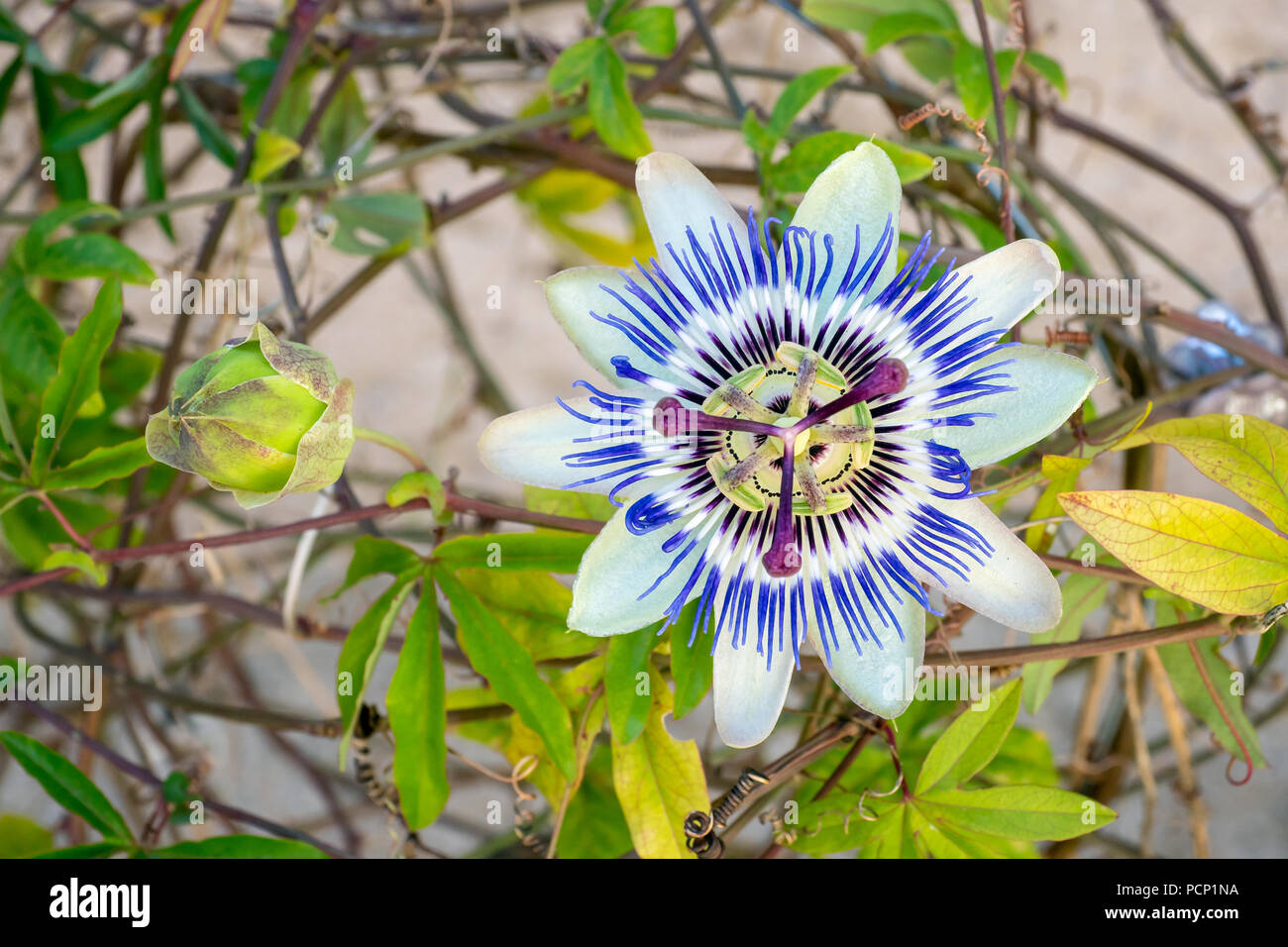 Blooming blue Passion Flower. Beautiful Passiflora Caerulea also known