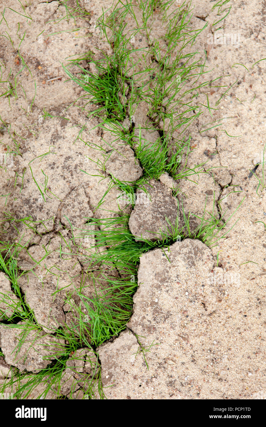 Green grass growing from cracked earth. New life. Dry land, Global