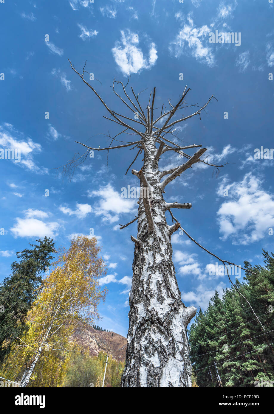 Dry tree against blue skies Stock Photo - Alamy
