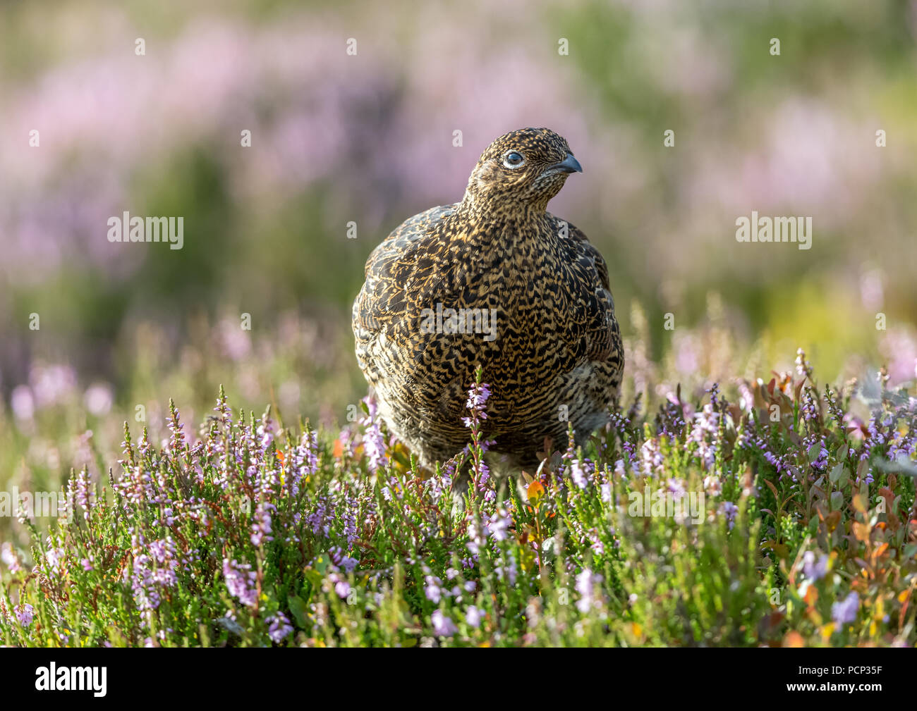 Red grouse, female, hen, facing forward on grouse moor covered in pink and purple heather.  Lagopus lagopus scotica.  Horizontal Stock Photo