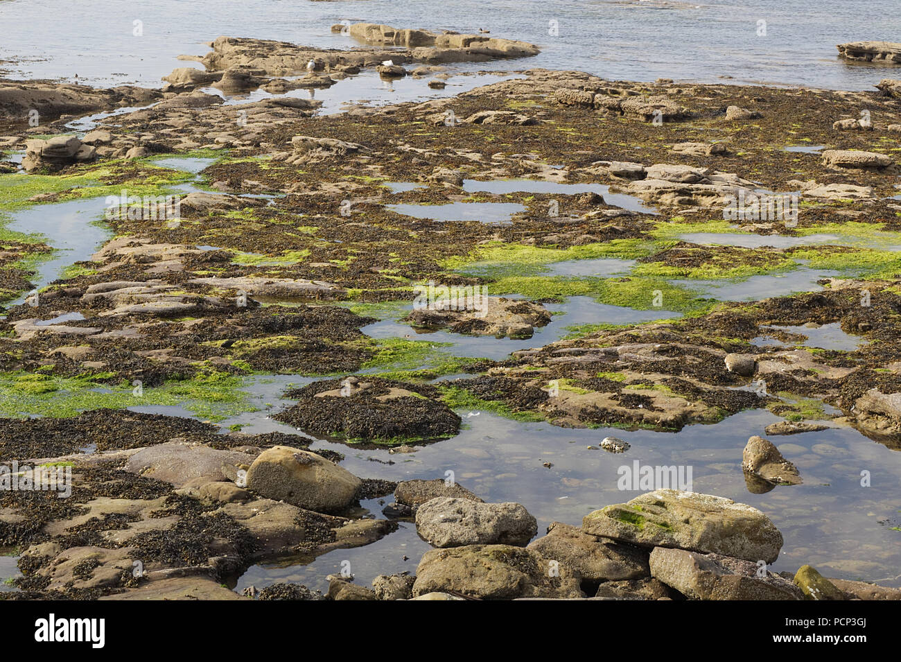 algae and seaweed on rocks in the ocean Stock Photo
