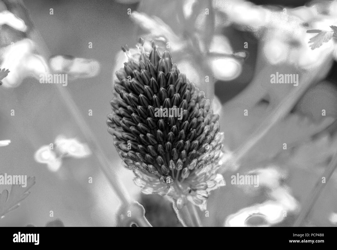 Allium flowers, black and white Stock Photo - Alamy