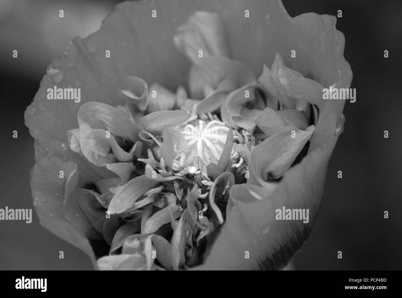 Somniferum poppy Black and White Stock Photos & Images - Alamy
