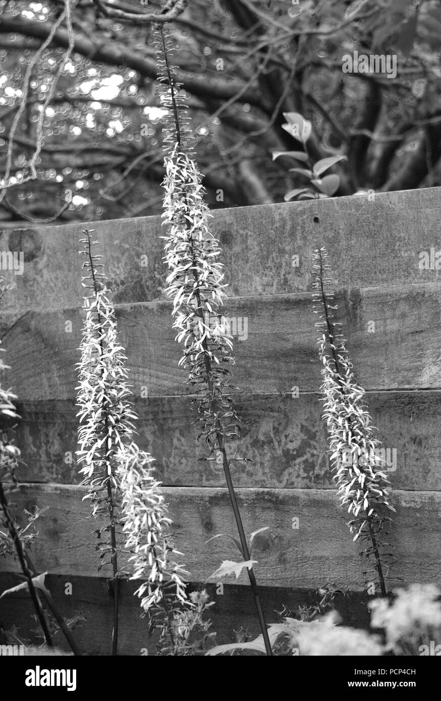 Ligularia in black and white Stock Photo