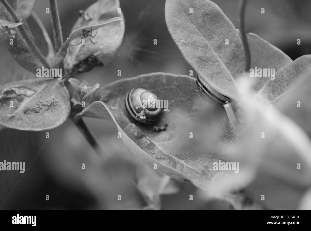 Snail on a leaf, black and white Stock Photo - Alamy