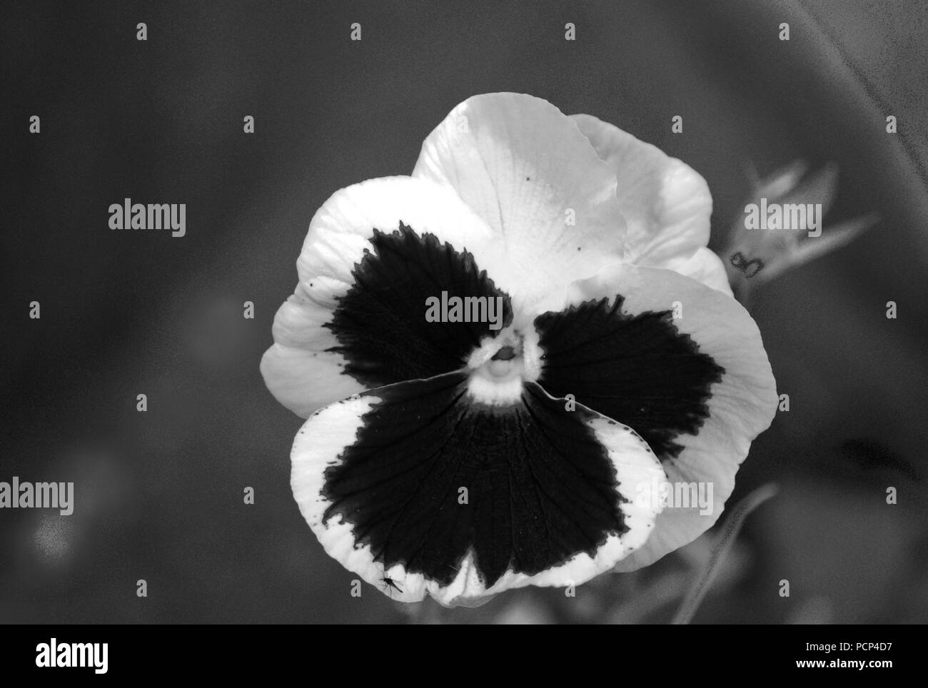 Pansy flower, black and white Stock Photo - Alamy