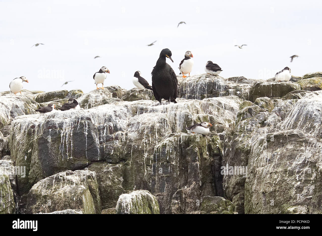 Puffins and Guillemot on the Farne Islands Stock Photo