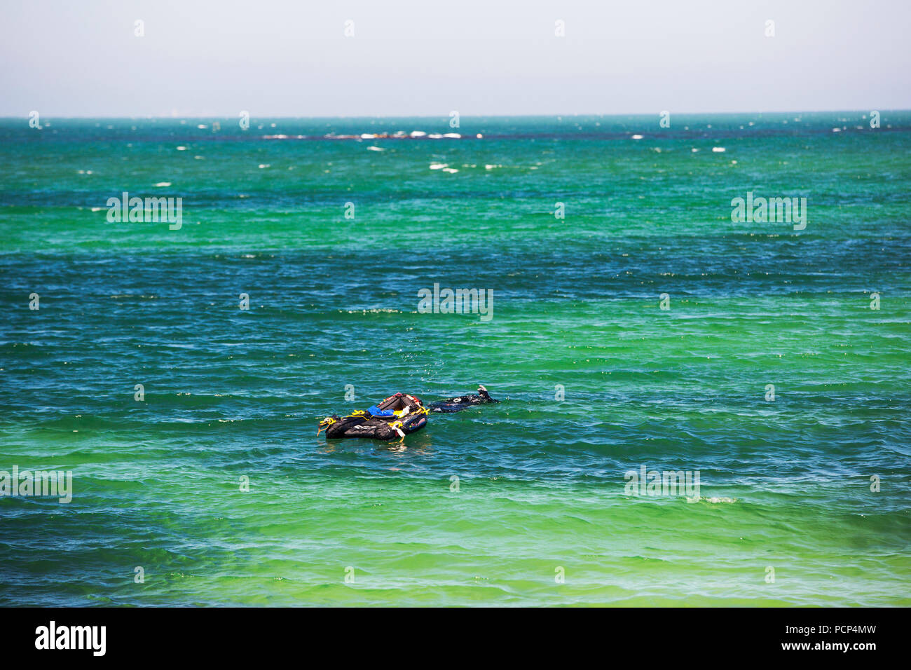 A snorkeller off Barfleur catching diver caught Scallops, Normandy, France Stock Photo Alamy