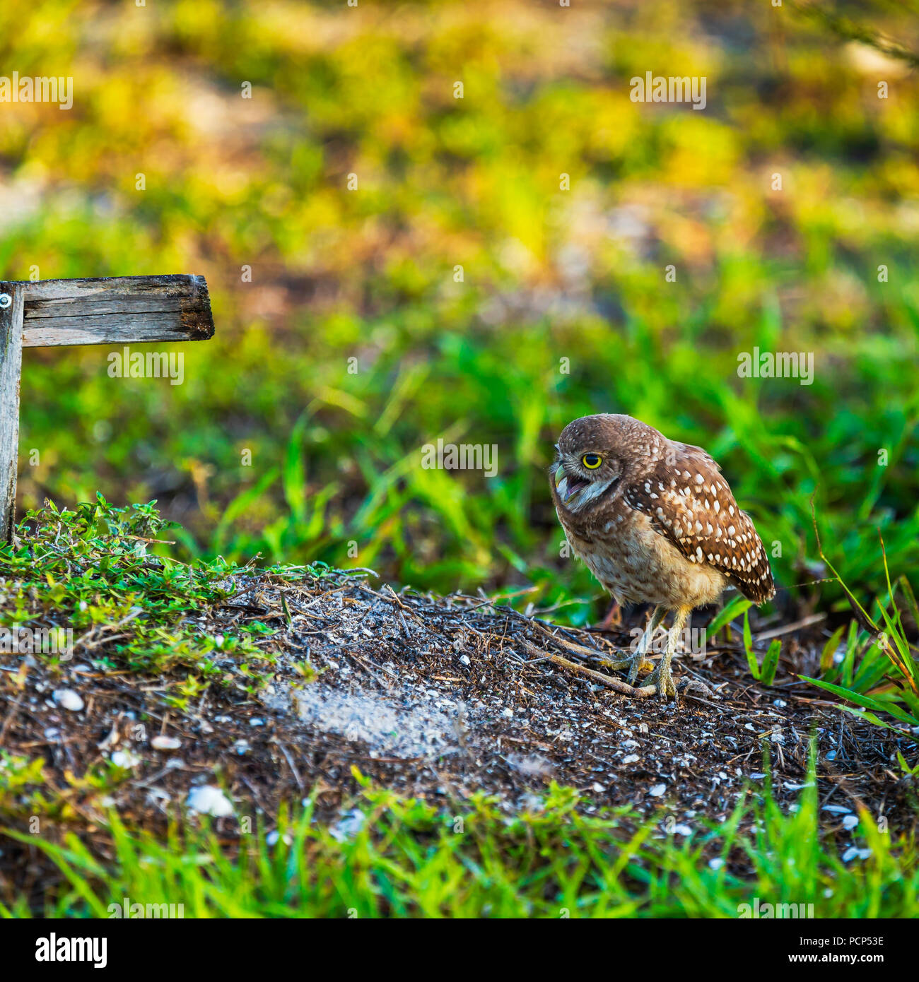 Florida Burrowing Owl Stock Photo Alamy