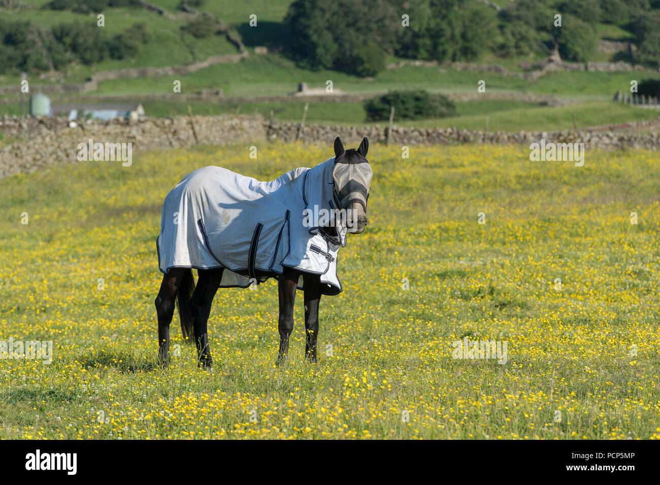 Horse in pasture wearing a flyrug and fly protection on its face. North Yorkshire, UK. Stock Photo