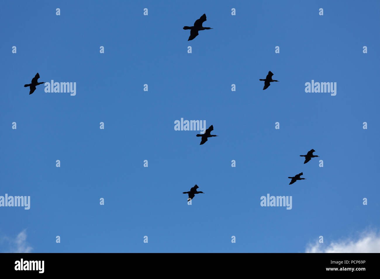 Birds flying high in the sky hi-res stock photography and images - Alamy