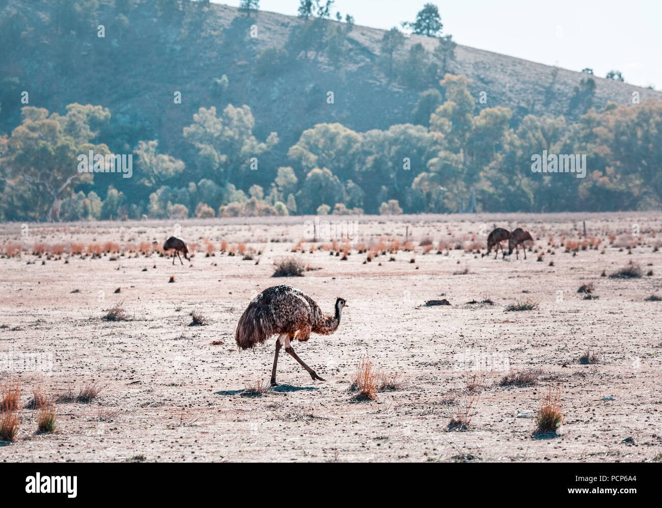 Emu Height Emu is the second largest bird by height Stock Photo - Alamy