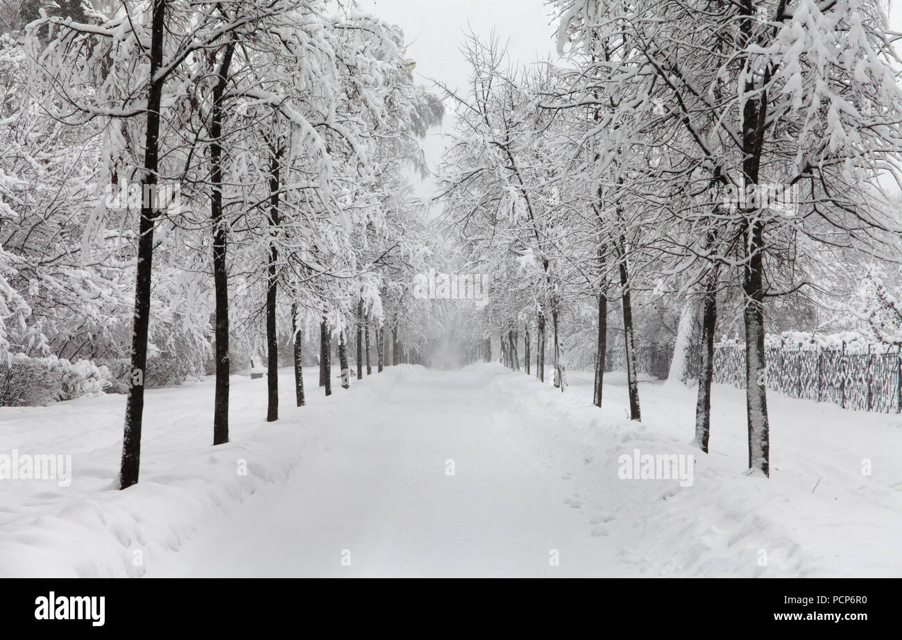 Snowfall in the park, snowy winter road, snow covered trees landscape. cold season winter weather concept Stock Photo