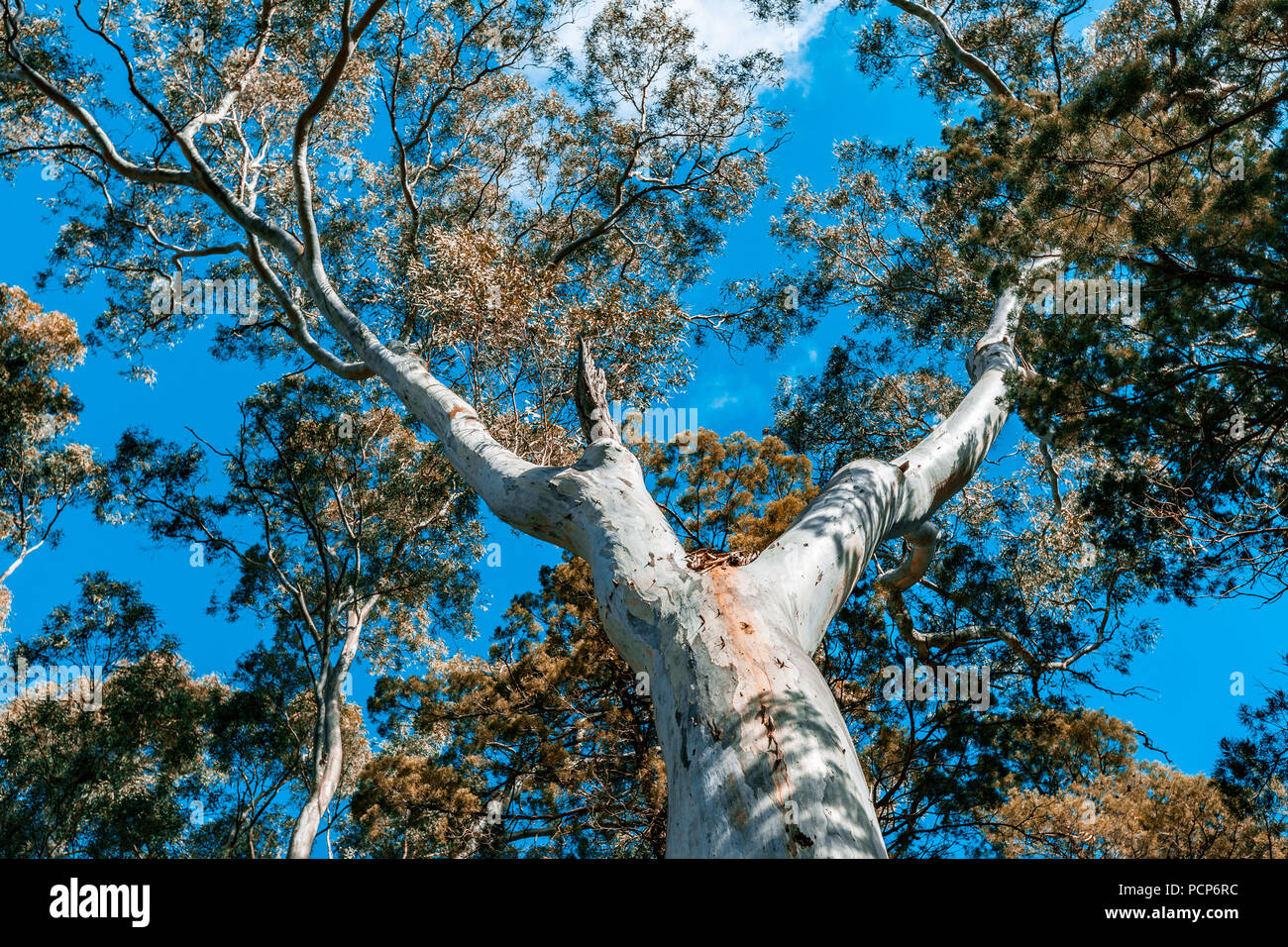 Australian gum tree hires stock photography and images Alamy
