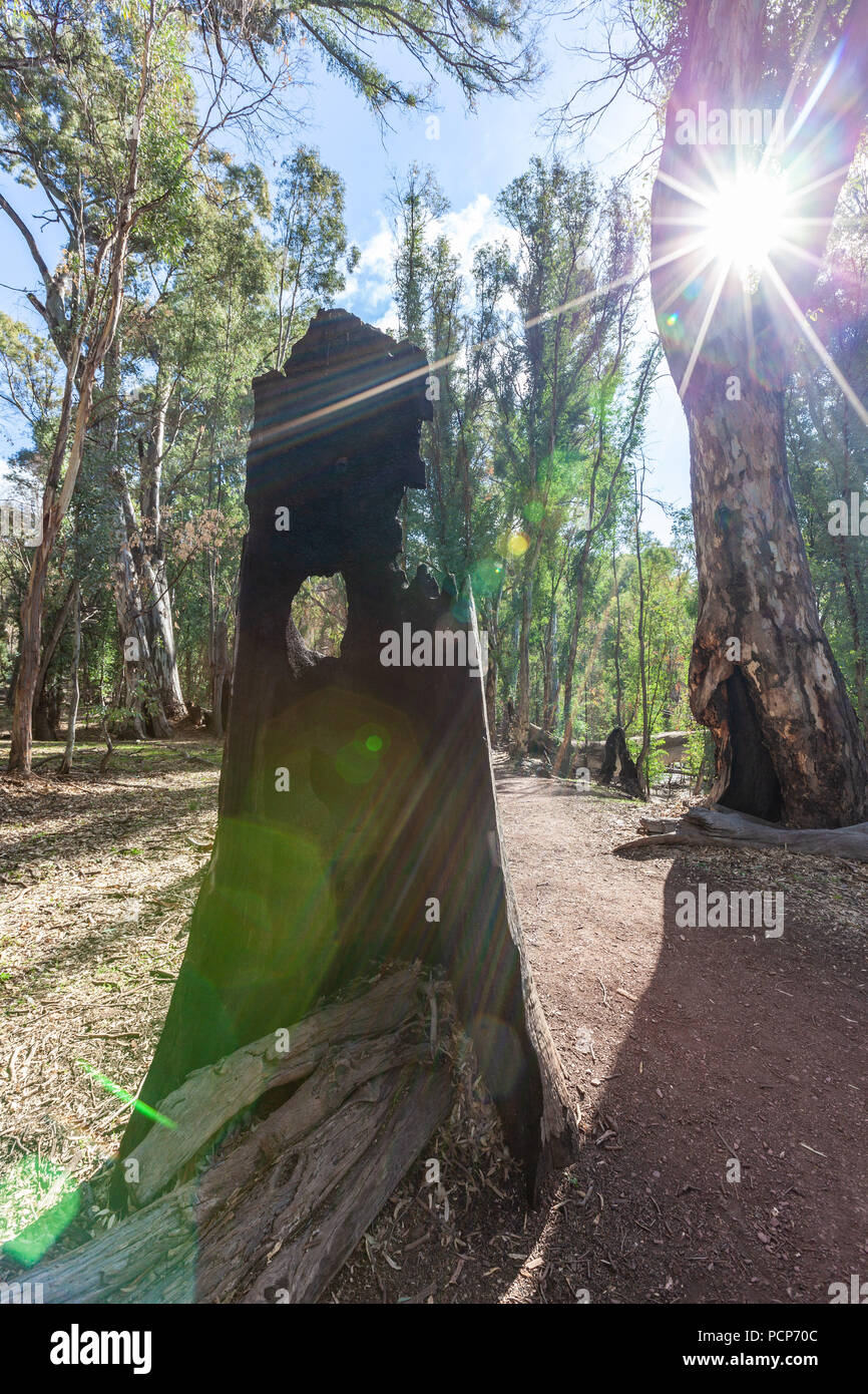 Sun shining through burned eucalyptus tree trunk in a forest Stock Photo