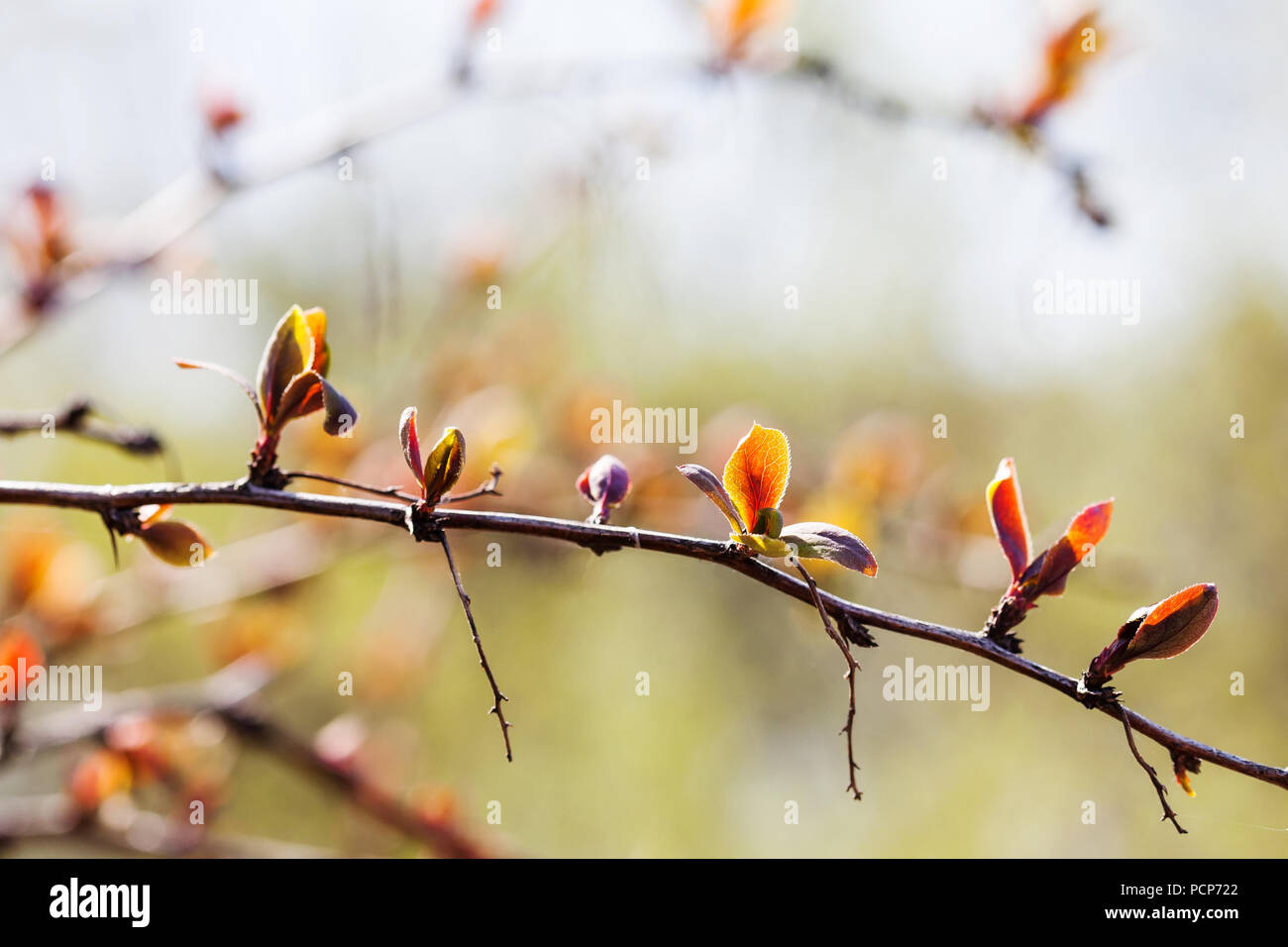 Beautiful spring time floral background with red leaves branch. Shallow depth of field, bright colors photography. Stock Photo